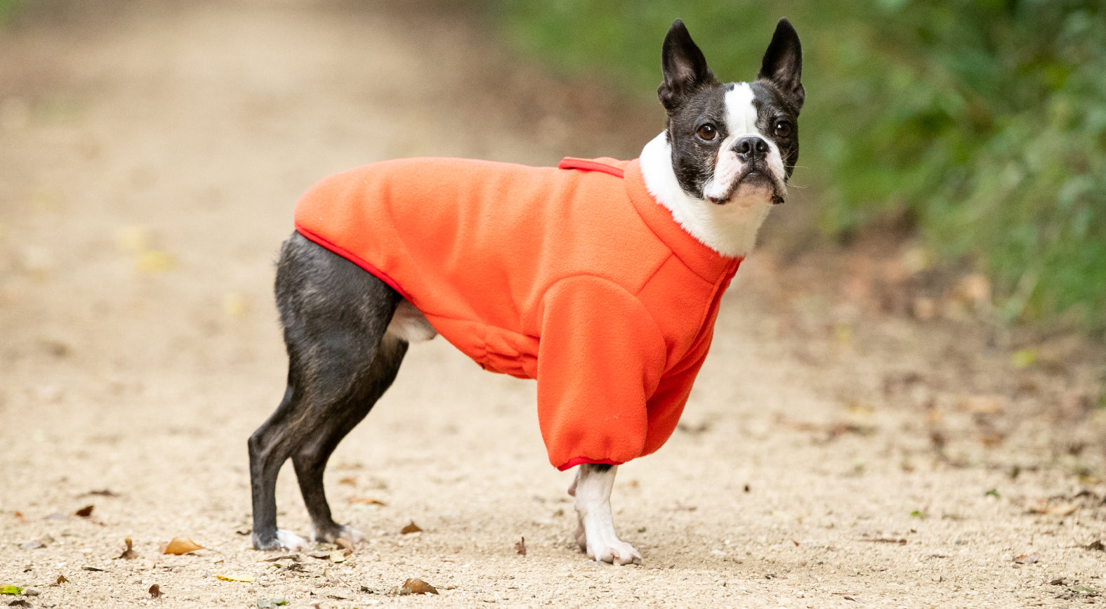 Luxury Dog Jackets Hugo & Hudson London