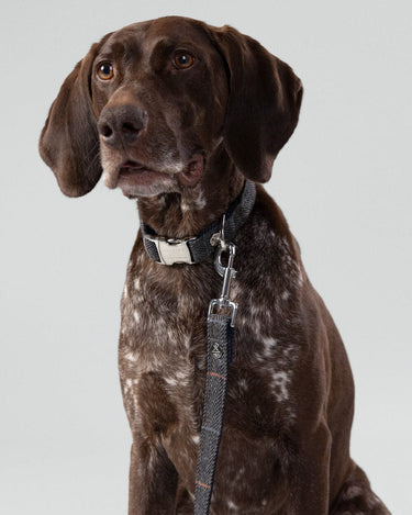 Grey Checked Herringbone Tweed Dog Lead Studio Shoot