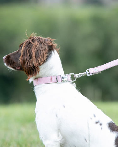Tweed Dog Lead - Pink Checked Lifestyle