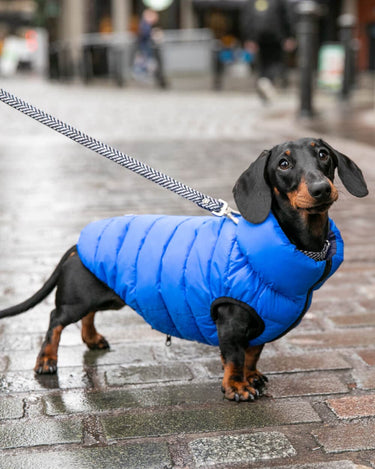 Tweed Dog Lead - Navy Herringbone Lifestyle