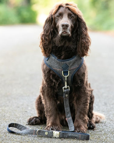 Grey Checked Herringbone Tweed Dog Lead Lifestyle