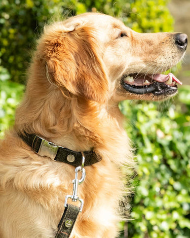 Dark Green Checked Herringbone Tweed Dog Collar Lifestyle