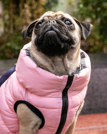 Reversible Dog Puffer Jacket - Light Pink and Grey Lifestyle
