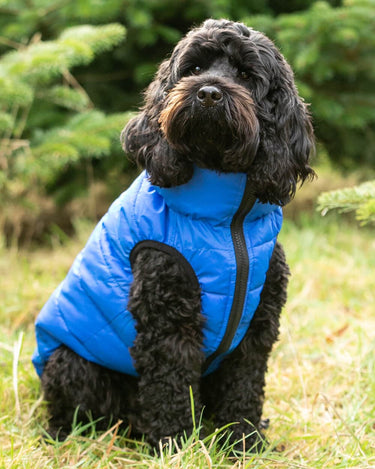 Reversible Dog Puffer Jacket - Blue and Navy Lifestyle