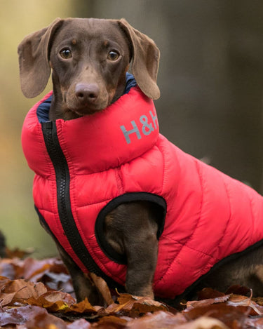 Reversible Dog Puffer Jacket - Red and Navy Lifestyle