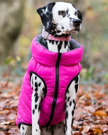 Reversible Dog Puffer Jacket - Pink and Grey Lifestyle