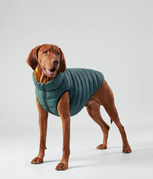 Reversible Dog Puffer Jacket - Forest Green & Gold
