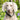 Hackett Tweed Dog Collars