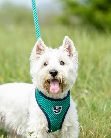 Fabric Dog Lead - Striped Navy and Green Lifestyle