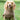 Camel Knitted Dog Jumper