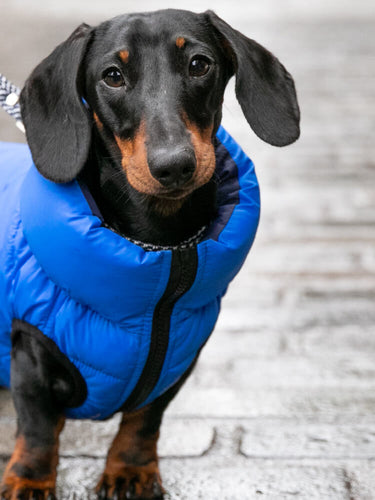 Dog Puffer Jacket