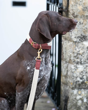 Flat Rope and Leather Dog Lead - Brown Lifestyle