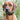 Padded Leather Dog Collar