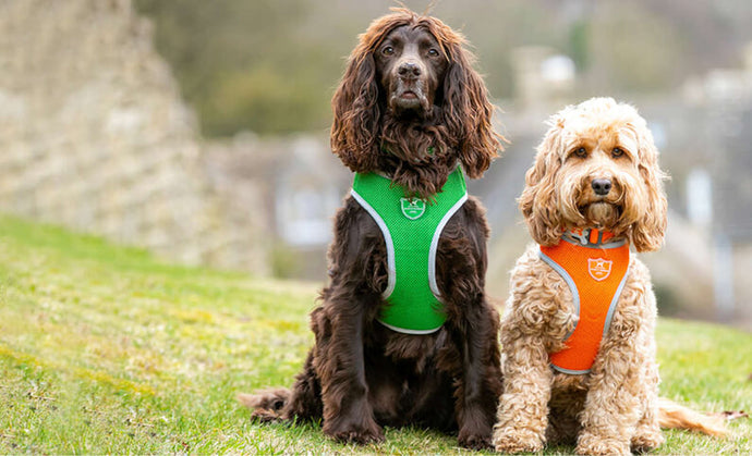 Dogs wearing harnesses