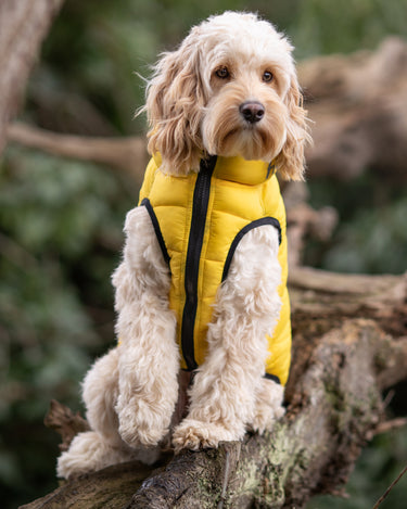 Reversible Dog Puffer Jacket - Yellow and Grey Lifestyle