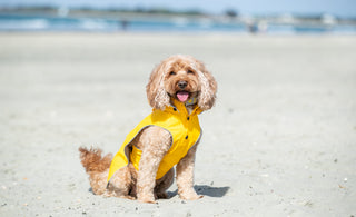 Safe Sun Week - Protecting your dog in the Summer months