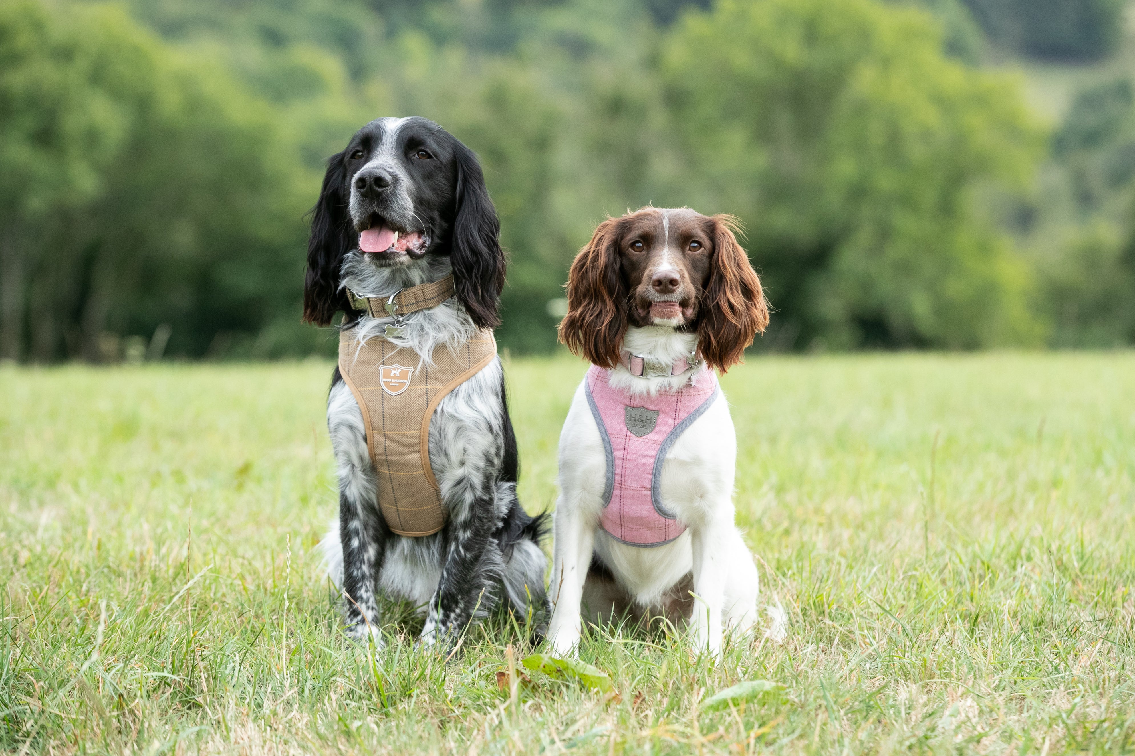 Enhance Every Stroll with Luxury Collars, Leads, and Harnesses Now O