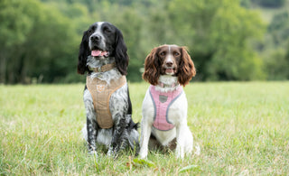 Enhance Every Stroll with Luxury Collars, Leads, and Harnesses - Now Only £10 Each!