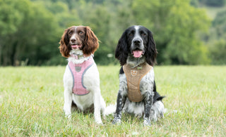 How to keep your dog's teeth healthy and clean