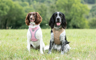 How to keep your dog's teeth healthy and clean