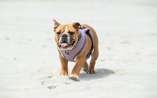 Celebrate International Dog Day: Unleashing the Joy and Benefits of Canine Companionship