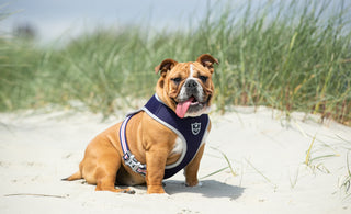 Happy International Dog Day!