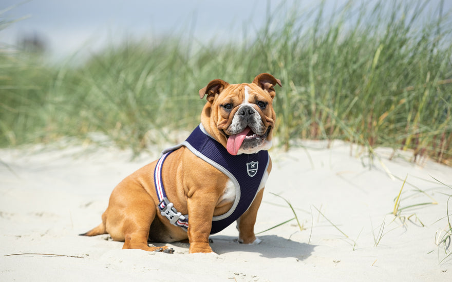 Happy International Dog Day!