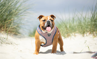 The Bulldog: History, Characteristics, and Care