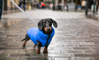A new Puppy – what now?