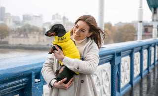 What is 'Dog's Wear Yellow' Day?