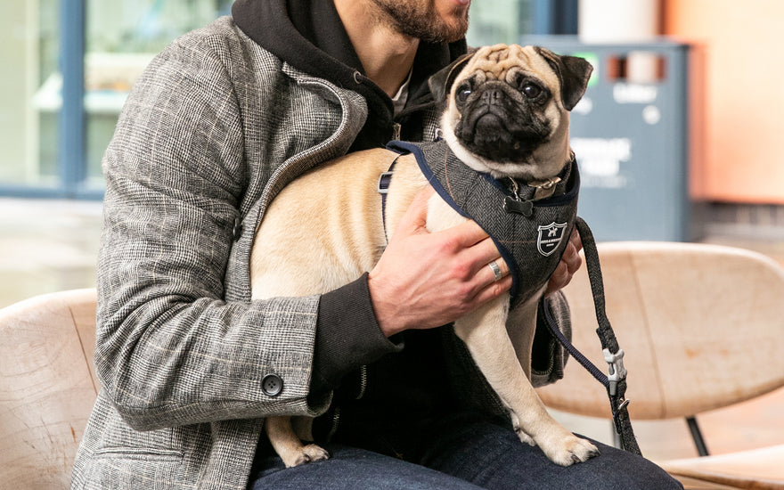 Chasing Away the January Blues: How Dogs Bring Joy, Connection, and Adventure to Beat Those Winter Doldrums!