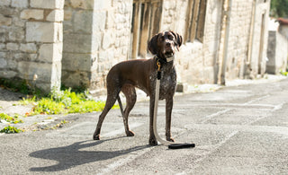 National Lost Dog Awareness Day: Uniting Families and Promoting Awareness in the UK