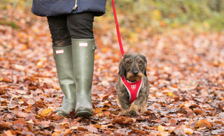 Stroll Into Autumn With Our Dog Friendly Walks!