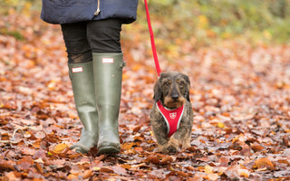 Stroll Into Autumn With Our Dog Friendly Walks!