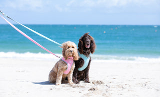 Everything To Know About UK Beaches Dog Ban