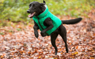 Pooch Perfect, How to Keep a House Clean With Dogs