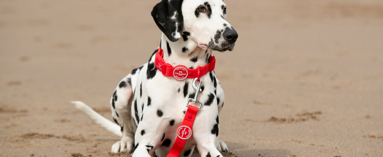 Introducing the New Waterproof Collection from Hugo & Hudson Stay Dry