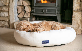 Dogs & Fireworks - keeping them safe