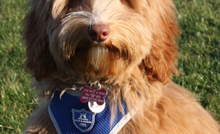 National Puppy Day!