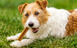 Dental Hygiene: A Bright Smile for Your Pup