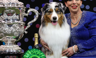 The Stellar Tale of Crufts 2024: 'Viking' the Australian Shepherd Conquers the Show