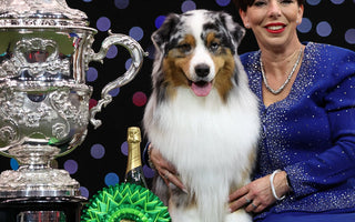 The Stellar Tale of Crufts 2024: 'Viking' the Australian Shepherd Conquers the Show
