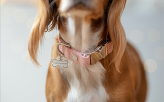 Microchipping your pet – is their info up to date?