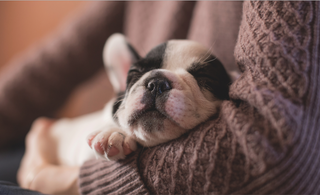 Top Puppy Names of 2022 from the Kennel Club