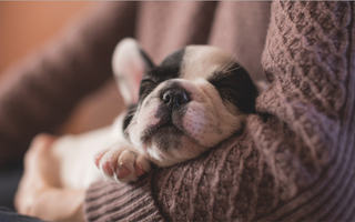 Top Puppy Names of 2022 from the Kennel Club