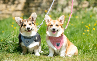 By Royal Appointment - Queen's Platinum Jubilee