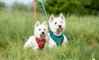 Can dogs have hay fever?