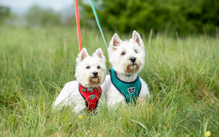 Can dogs have hay fever?