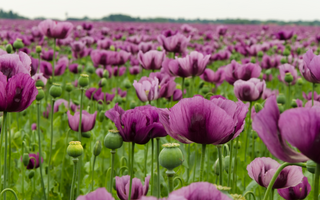 Remembrance Day: Who do the different coloured poppies represent?