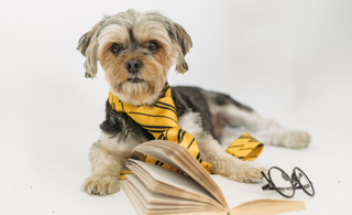 World Book Day - Our favourite dogs